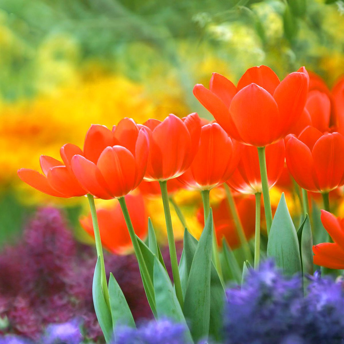 As the weather warms and flowers begin to bloom, all of a sudden it seems as though there is plenty of work to do in the garden. Divide hostas before they come into leaf, and pinch out the tips of fuchsia and sweet pea shoots, for a season of full and vigorous growth!