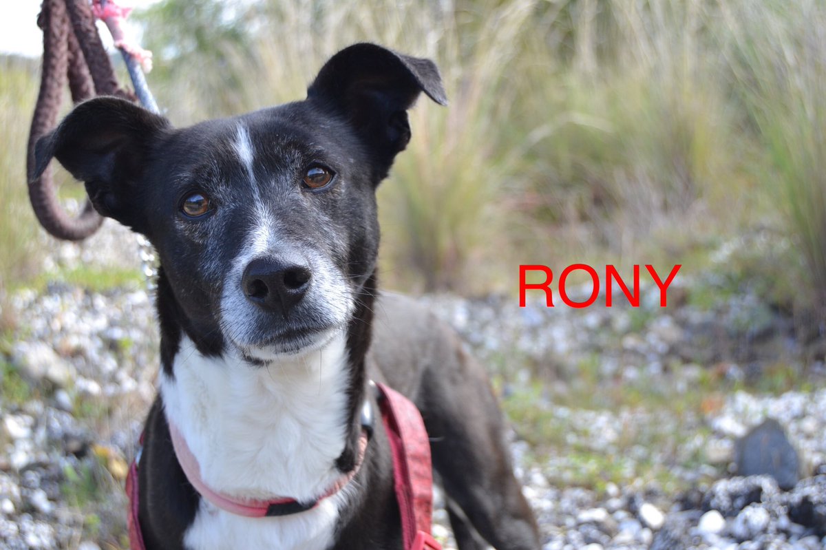 protemalaga's tweet photo. Este pequeño tan guapo es RONY, tiene 5 años. Es un perro tranquilo y cariñoso, aunque a veces también le gusta jugar con la pelota. Si quieres conocerlo: geriatrico@protectoramalaga.com https://t.co/En37n5R4bj