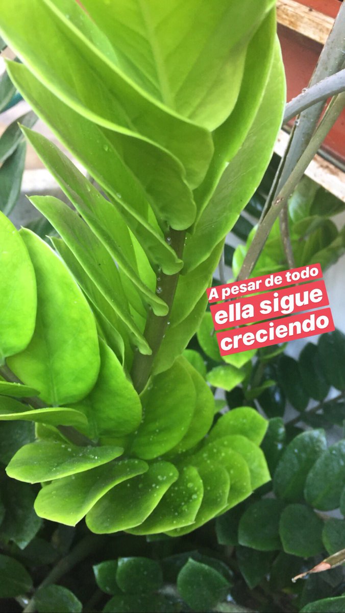 InspiracionKRB's tweet photo. La naturaleza continua inspirándose a pesar de la adversidad... https://t.co/qLeiP9Qlxv