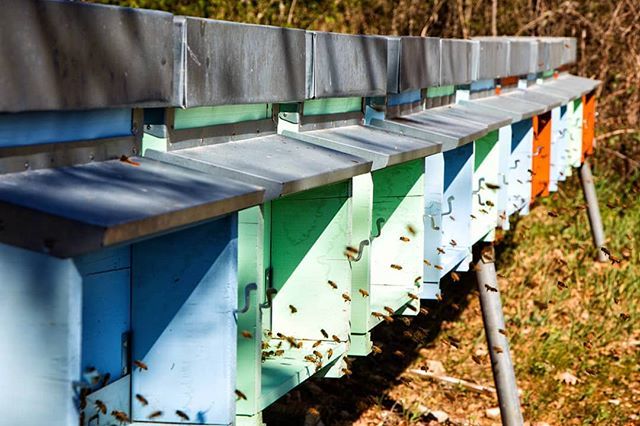 Le nostre operose amiche ci ricordano che la primavera è ufficialmente iniziata! 🐝 Our busy, hard-working little bees remind us that spring has finally officially sprung!
.
.
.
#castellodimeleto #chianticlassico #spring #honey #wine #tuscany #beautif… ift.tt/2Up2mgb