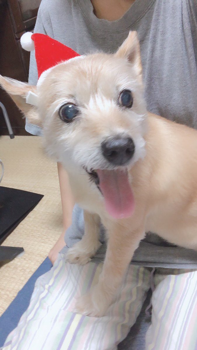 Xxxxx 知り合いの犬が居なくなって探してます 城南区別府2丁目でいなくなりました 名前さくら 13歳メス 柴犬とヨークシャテリアのミックス 全身茶色 頭に黒いイボがあります 拡散希望 犬 犬探し