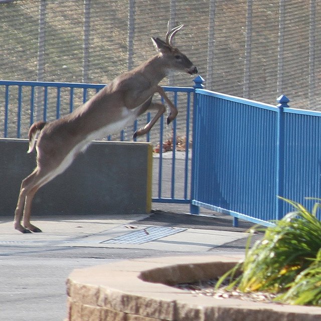 On this day each year - much like the swallows returning to Capistrano - Santa's reindeer return to the park. #HoWoHistory