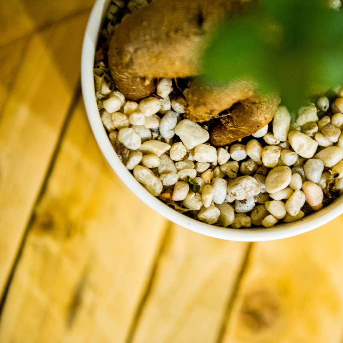 Anomaly_MTL's tweet image. Living for that urban jungle life🌱💚. Plants simply make every space better.
Come see our new space and let&apos;s start planning your next event.

#AnomalyMtl #Plotlylife #Montreal #Tech #Canada #MTL #MTLTech