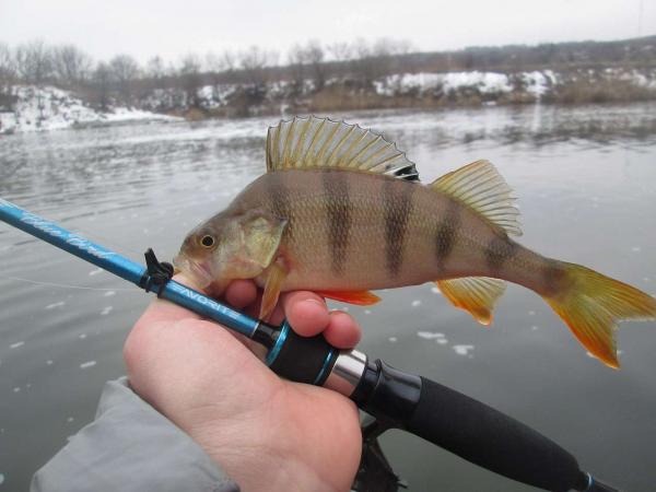 LexaStarZ's tweet photo. Лоим окуня #fishing #окунь #рыбалка https://t.co/wTgsqQpNkK