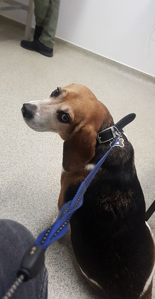 Left Rocky at the pet hospital in preparation for his surgery that'll take place tomorrow morning. Thinking of you my best buddy ❤