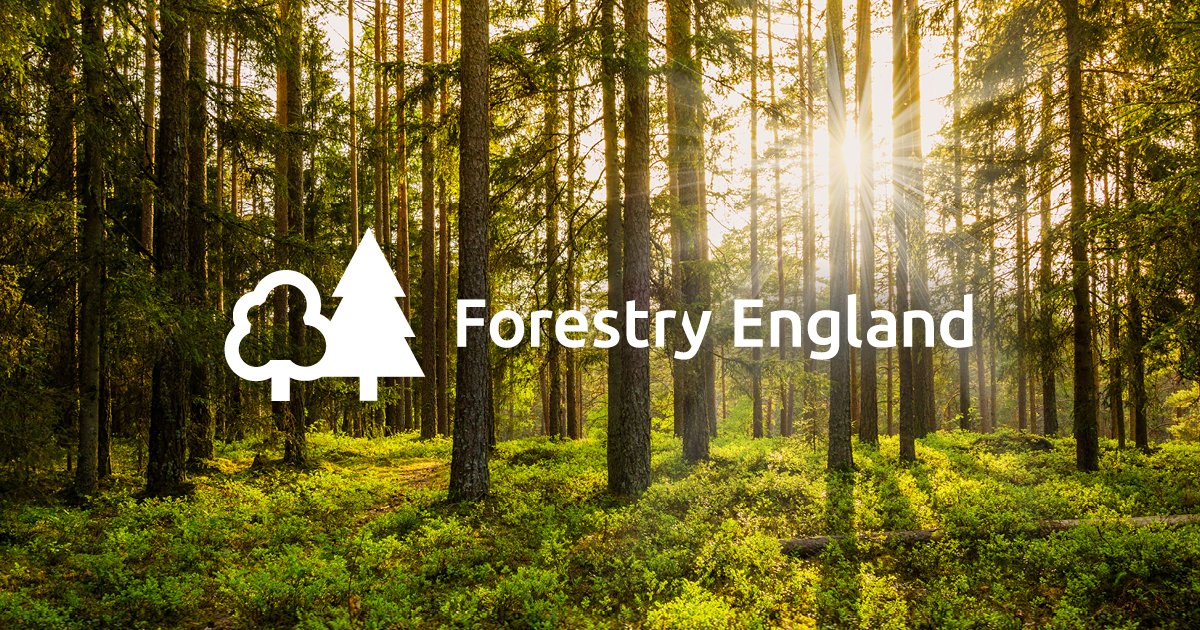 Wyre_Forest's tweet photo. Today we become Forestry England. @ForestryEngland looks after more land and more trees than any other organisation. We will continue to work together to help the nation’s forests flourish. Get the details on why we’re changing > https://t.co/P8DuaoI3TD https://t.co/t1jr7WA9SW