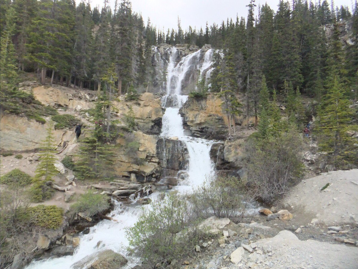 AltheBear3's tweet photo. Not as cute as a bear, but I thought I should just take a moment to appreciate the waterfalls of the Icefields Parkway too! They are awesome! @JasperNP @IceParkway #sunwaptafalls #athabascafalls #tanglefalls https://t.co/xs6CoouBIC