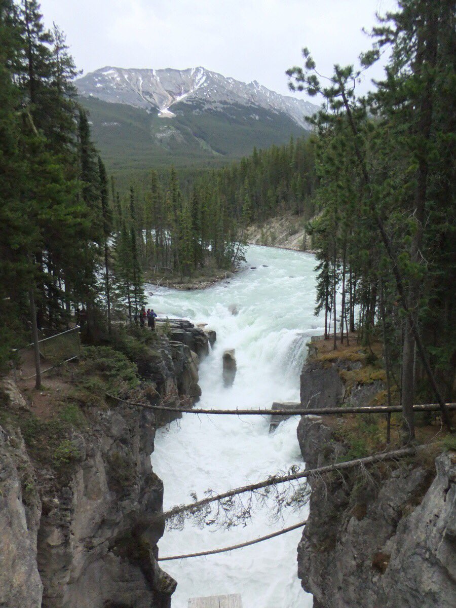 AltheBear3's tweet photo. Not as cute as a bear, but I thought I should just take a moment to appreciate the waterfalls of the Icefields Parkway too! They are awesome! @JasperNP @IceParkway #sunwaptafalls #athabascafalls #tanglefalls https://t.co/xs6CoouBIC
