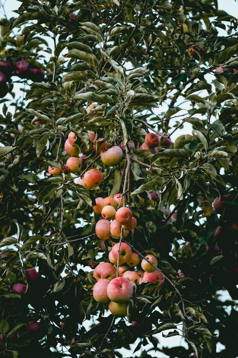 Fresh_Markets's tweet photo. Have you ever heard of an edible forest? National Geographic made a short film about what a forest garden with 500 edible plants could mean for our future. See the link to the film below: https://t.co/TbUGyFJjEd

#FreshLocalMarkets #homegrown #organic #vegan #vegetarian https://t.co/fBdwQVIB2X