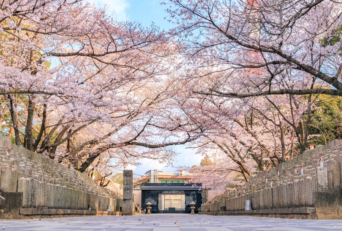 ট ইট র 仲枝 比治山公園にある 比治山陸軍墓地 の桜咲く風景じゃ ここに来るきっかけが 桜が綺麗じゃけん でも俺はええと思う 多くの墓標をその目で見れば考える事も色々とあるじゃろうし 風化させん為にものう Wiki T Co Tce9cbxaob