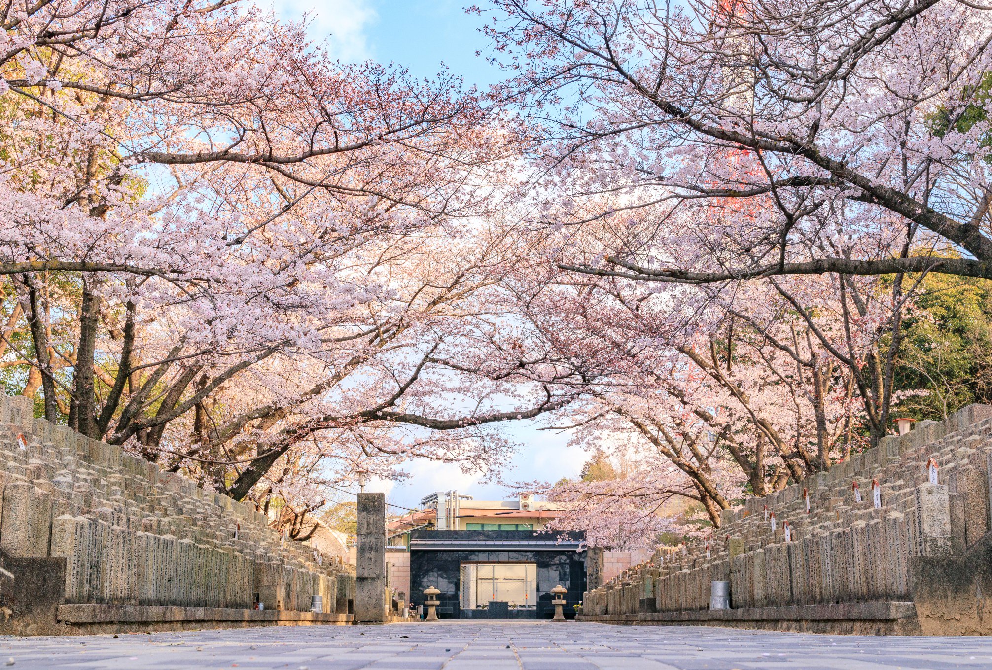 仲枝 比治山公園にある 比治山陸軍墓地 の桜咲く風景じゃ ここに来るきっかけが 桜が綺麗じゃけん でも俺はええと思う 多くの墓標をその目で見れば考える事も色々とあるじゃろうし 風化させん為に 仲枝 比治山公園にある 比治山陸軍墓地 の桜咲く風景じゃ ここに来るきっかけが 桜が綺麗じゃけん でも俺はええと思う 多くの墓標をその目で見れば考える事も色々とあるじゃろうし 風化させん為に