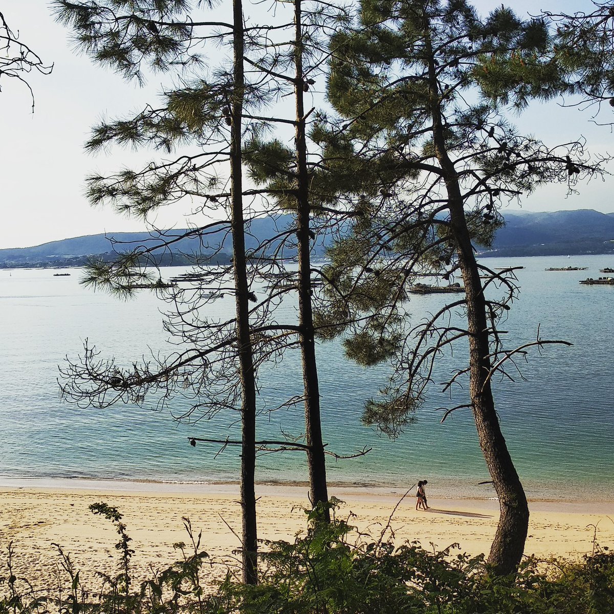 padrestdterreno's tweet image. La Rías Baixas esconde secretos únicos. A iIla de Arousa es impresionante pero sólo recorriendola encuentras sorpresas maravillosas.Un lugar ideal para pasear con niños disfrutar del paisaje #illadearousa #excursionesconniňos #familianumerosa padrestodoterreno.com