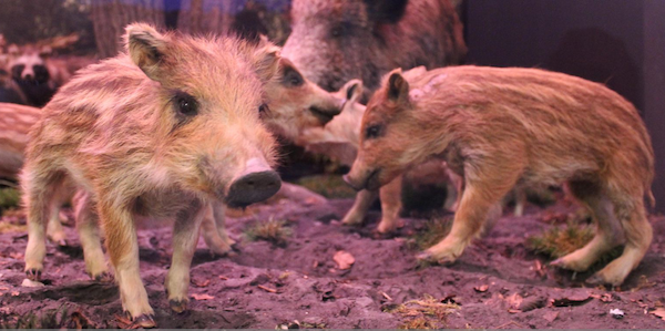 familiemuenchen's tweet image. #Osterferien im #DJFM
#Deutsches #Jagd- und #Fischereimuseum #München
tinyurl.com/yyb7eq6g