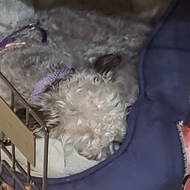 LonMadewell's tweet photo. Princesses fast asleep and happy to be home snuggled up in her little bed https://t.co/zTakaQrIv0 https://t.co/zHyxLNUdxQ