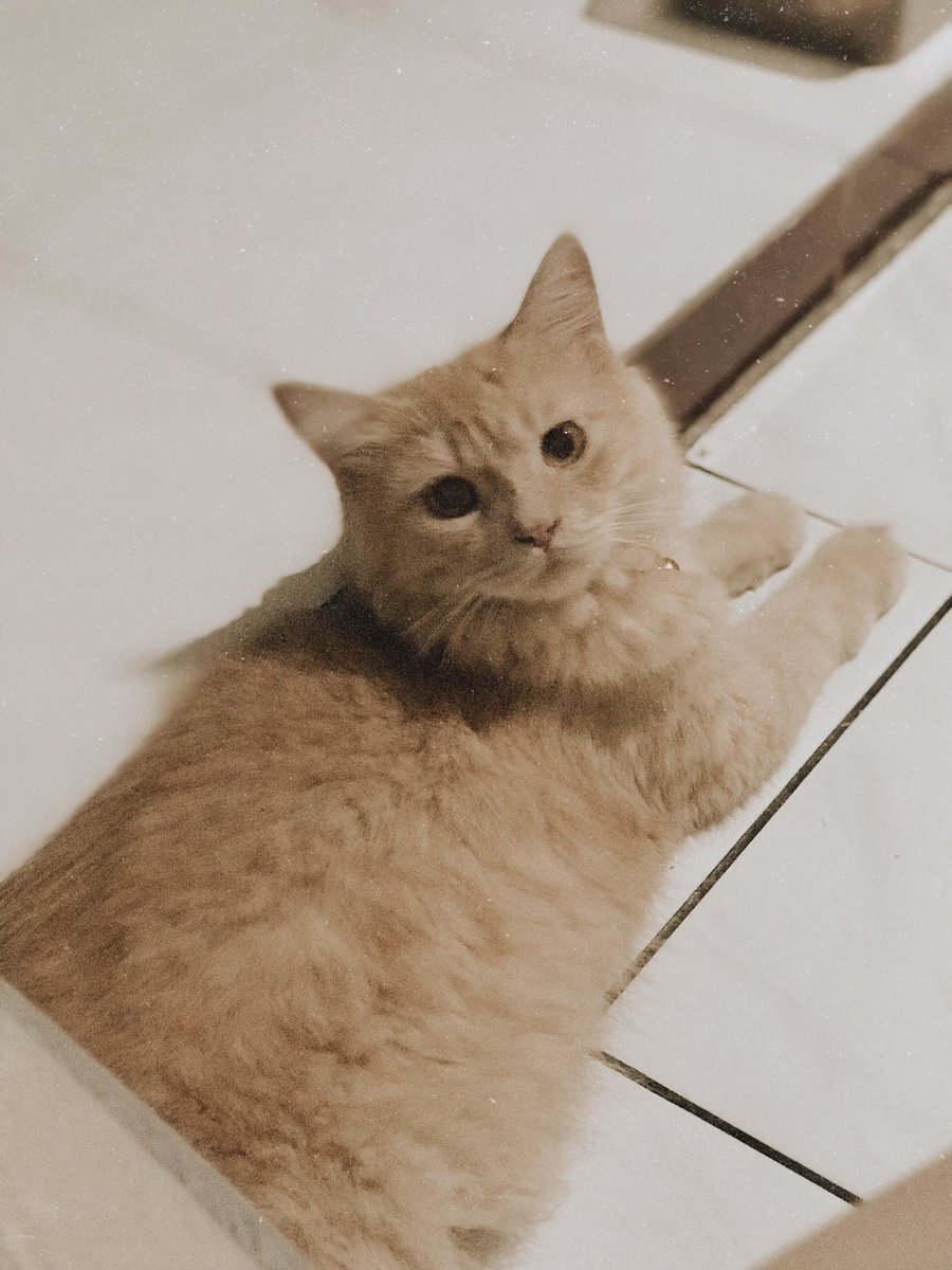Meirly's tweet photo. My name is timo☺️🐯 https://t.co/g2IwFl2p4c