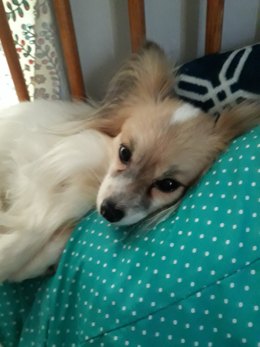 Punko_calypse's tweet photo. Our puppos and my lovey 
#dog #dogs #papillon #chihuahua #papchi #dacshund #miniaturedachshund #dappledoxie #minidachshund #dappledach https://t.co/nJ5ugi1xYX