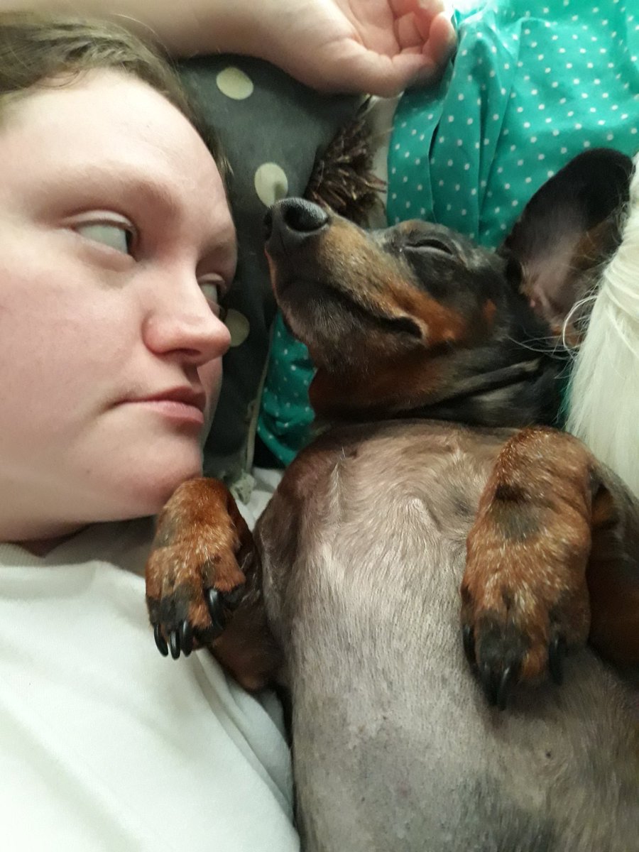 Punko_calypse's tweet photo. Our puppos and my lovey 
#dog #dogs #papillon #chihuahua #papchi #dacshund #miniaturedachshund #dappledoxie #minidachshund #dappledach https://t.co/nJ5ugi1xYX