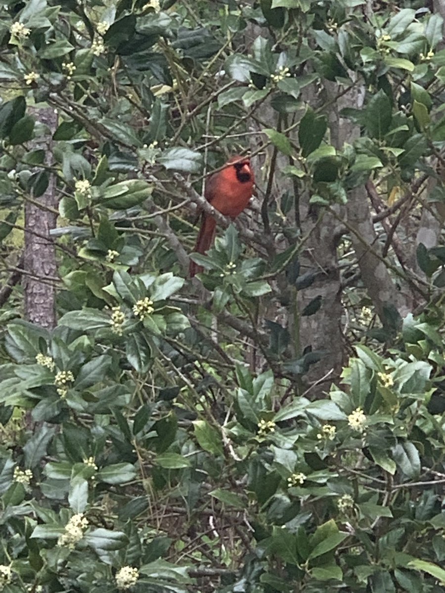 FeliciaBoltonTV's tweet photo. Legend has it ... A red cardinal is a sign of good luck. Here’s a little sign for you today ! #GoodLuck #Monday ❤️❤️😘 #redcardinal #redcardinals #redcardinalbird #birds https://t.co/IPb4kU9wkQ