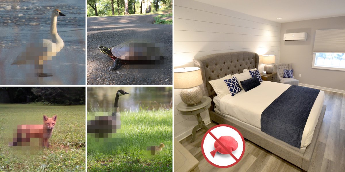 Effective immediately, Airlie’s updated policies now prohibit 1.) nude photography of wildlife and 2.) placement of whoopee cushions between mattresses. We apologize for any inconvenience. #AprilFools