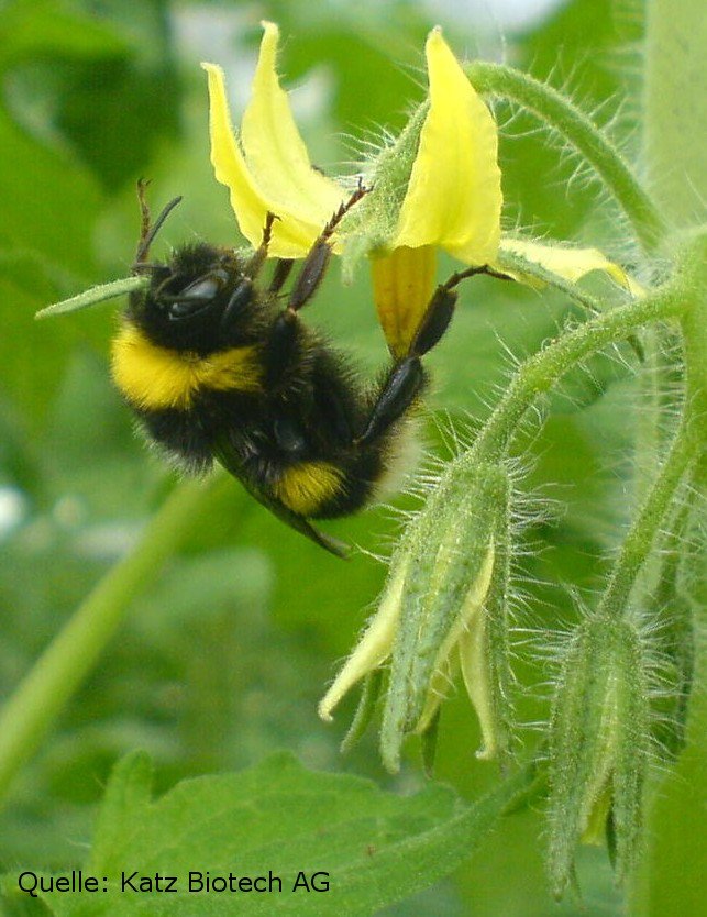 Dank BVG-Streik trifft man heute niemanden in Berlin mit gelb-schwarzer  Berufsbekleidung an. Bei uns hingegen sind die gelb-schwarz Gekleidenten  äußerst aktiv. #weilwireuchlieben #BVGStreik