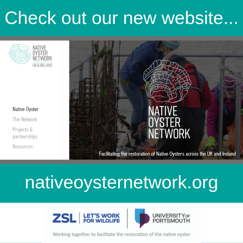 NativeOysterNet's tweet photo. We are delighted to announce that our new network website is now LIVE! Please check it out to learn more about native oyster restoration efforts in the UK &amp; Ireland, and do share widely: https://t.co/1IbabRXicy
#NativeOyster #Restoration #OysterLove @uopresearch @ZSLconservation https://t.co/WdEBg1rduy