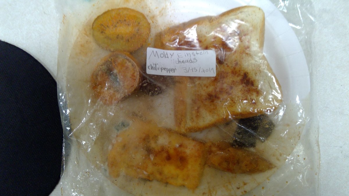 tzsalloum's tweet photo. @JuarezScholars #MysteryScience
Student Terrariums for our Mold Experiment - We learned that hot chili powder (1st Pic) is a good preservative. After 15 days of growing mold, many of the items in the terrarium had minimal mold. However, salt had a lot of mold. (2nd pic) https://t.co/SFHlmqtbL3