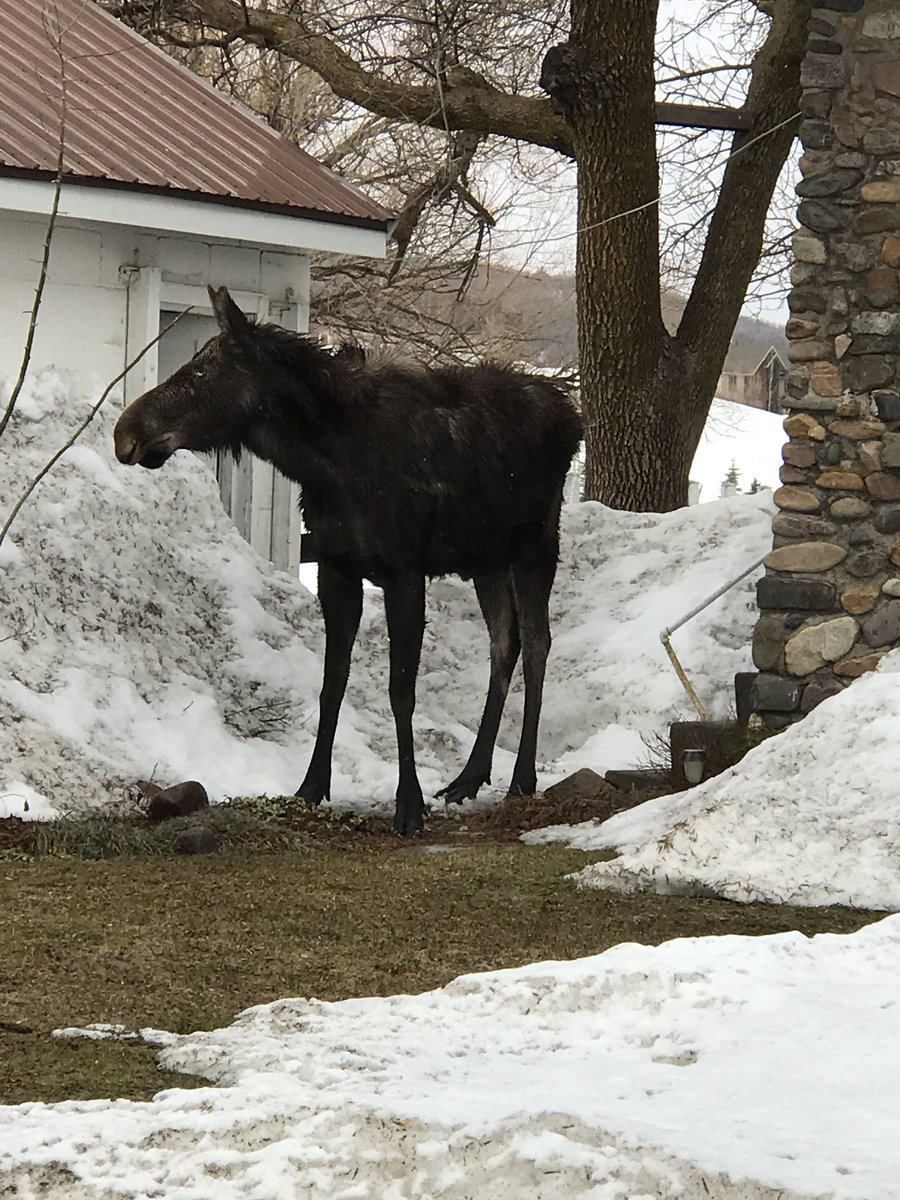 FrickelPhoto's tweet photo. #justhangingout #moose #wildlife #justanotherdayinthemountains #utah #WasatchMtns #spring #wishIhadmydslr https://t.co/mOUzWt2upG