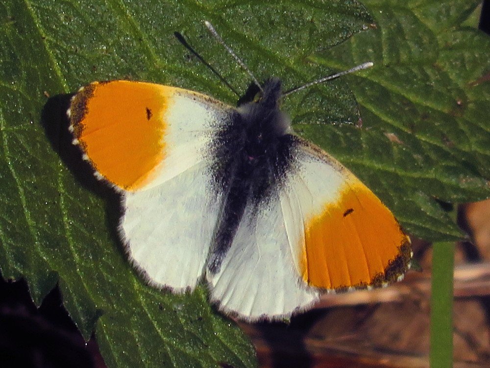 De Oranjetipjes zijn er weer. In het #kuinderbos.