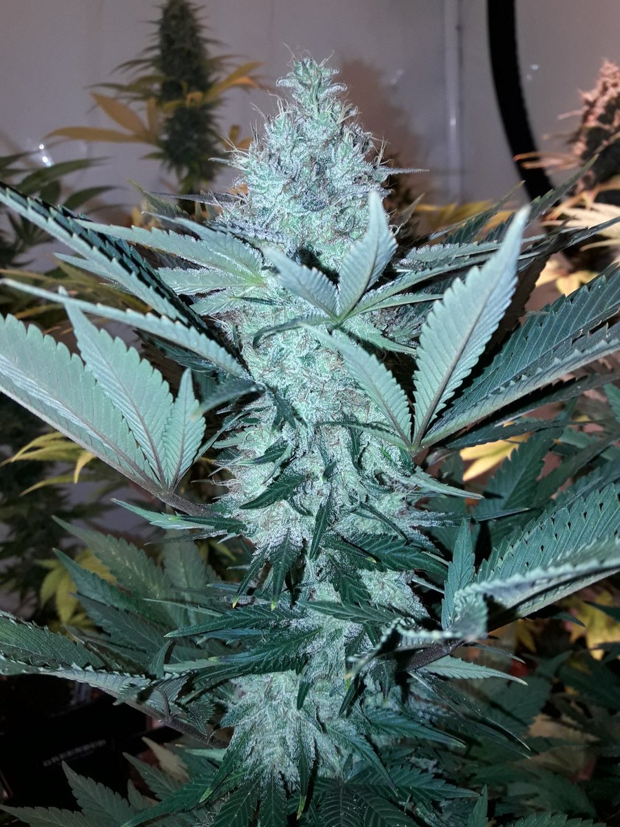 AdrycManellson's tweet photo. Weed Noche Verde Mundo y Feliz esperamos mi Hada, la #Crew del #AdrycManëllsonTesterTeam @HempCropEs y yo.
Mirad cómo van las #MatanusK de @GeaSeeds #LEC315Wts+#LED #Spectron #25Wts @LUMiiLighting de @HydroGardenLtd y 52 días de #Flor ¿ Os gustan ?
Alegría, Olas, Paz y Semis:-))) https://t.co/u4wgyxImta