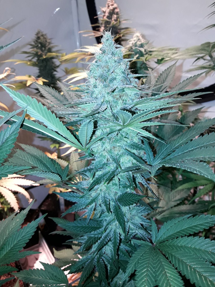 AdrycManellson's tweet photo. Weed Noche Verde Mundo y Feliz esperamos mi Hada, la #Crew del #AdrycManëllsonTesterTeam @HempCropEs y yo.
Mirad cómo van las #MatanusK de @GeaSeeds #LEC315Wts+#LED #Spectron #25Wts @LUMiiLighting de @HydroGardenLtd y 52 días de #Flor ¿ Os gustan ?
Alegría, Olas, Paz y Semis:-))) https://t.co/u4wgyxImta