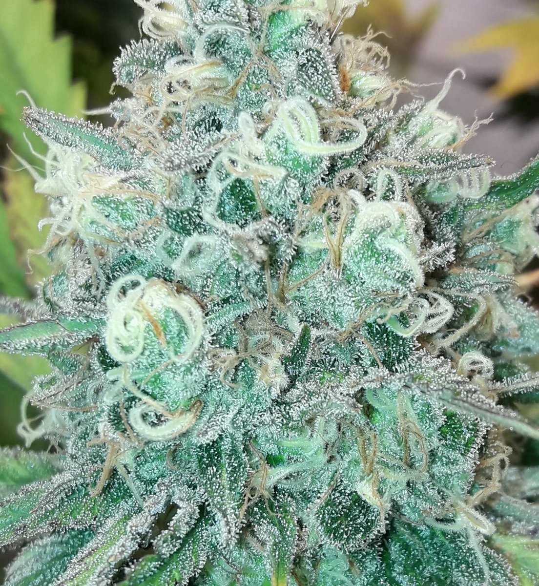 AdrycManellson's tweet photo. Weed Noche Verde Mundo y Feliz esperamos mi Hada, la #Crew del #AdrycManëllsonTesterTeam @HempCropEs y yo.
Mirad cómo van las #MatanusK de @GeaSeeds #LEC315Wts+#LED #Spectron #25Wts @LUMiiLighting de @HydroGardenLtd y 52 días de #Flor ¿ Os gustan ?
Alegría, Olas, Paz y Semis:-))) https://t.co/u4wgyxImta
