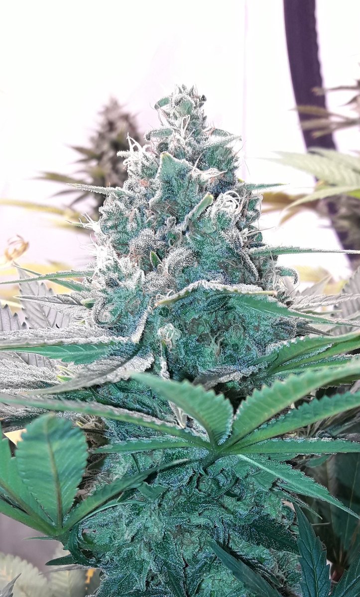 AdrycManellson's tweet photo. Weed Noche Verde Mundo y Feliz esperamos mi Hada, la #Crew del #AdrycManëllsonTesterTeam @HempCropEs y yo.
Mirad cómo van las #MatanusK de @GeaSeeds #LEC315Wts+#LED #Spectron #25Wts @LUMiiLighting de @HydroGardenLtd y 52 días de #Flor ¿ Os gustan ?
Alegría, Olas, Paz y Semis:-))) https://t.co/u4wgyxImta