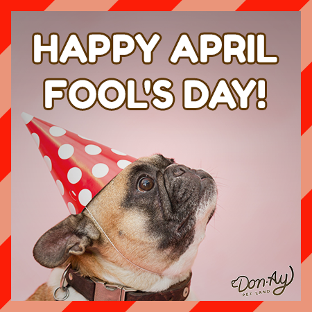 Happy #AprilFoolsDay – the perfect day for #puppy shenanigans 🐶 

#petlover #animallover  #pet #pets #animallover #cute #dog #dogs