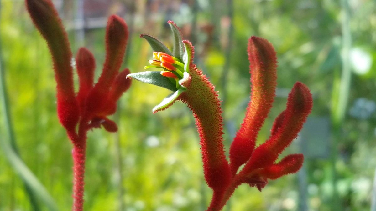 mimulusly's tweet photo. H is for #Haemodoraceae, the bloodwort family (so named because root and rhizome tissues of its members are often bright red). This is the flower of #Anigozanthos, the kangaroo paw! #AngiospermAlphabet #uconneeb #botany https://t.co/jYNdQXVZ7H