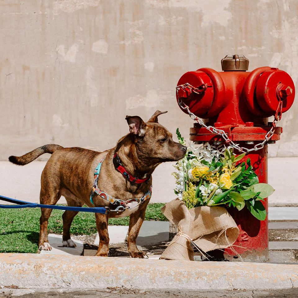 We are SO excited to be the <a href="/flowers4dreams/">Flowers for Dreams</a> charity of the month!

Send flowers, support CRISP: flowersfordreams.com 🐶💐😺