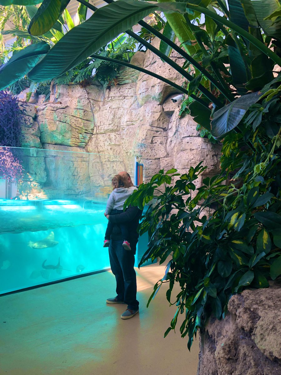 livcuriously's tweet image. A great day to check out the string rays.  @NewportAquarium @meet_nky #stringrays #goingexploring #getoutandabout