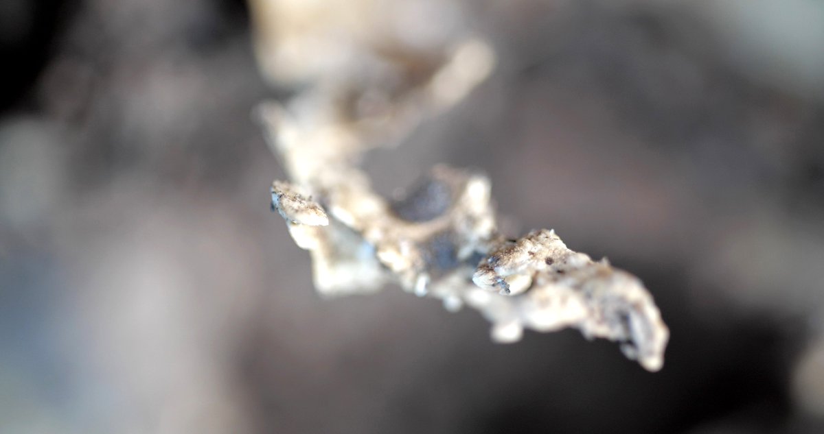 Entre lo visible y lo invisible. Maya Watanabe, ganadora del premio de videoarte <a href="/FundacioHanNefk/">Fundació Han Nefkens</a>
madriz.com/entre-lo-visib…