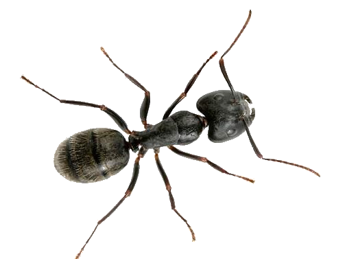 SummitES's tweet photo. This is a Carpenter Ant. They destroy the wood structures of the home. Call now for a free inspection! (540) 659-1112 https://t.co/cQBnTy9HBo