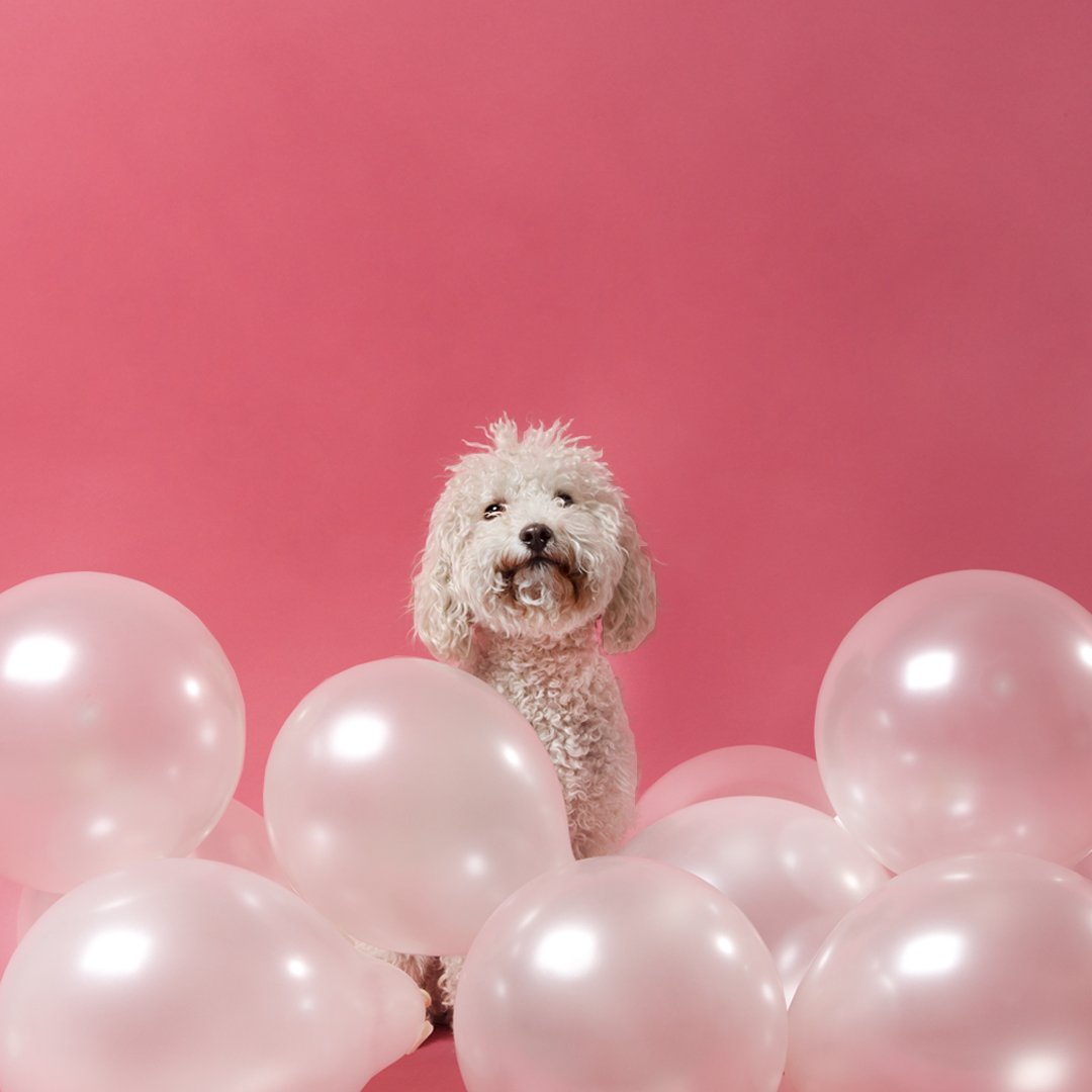 milaborit's tweet photo. El futuro es #CrueltyFree. 🐰🐶🐼
#MiLaborit #Laborit #Desde1978 #Vegan https://t.co/HDptaqBlBu