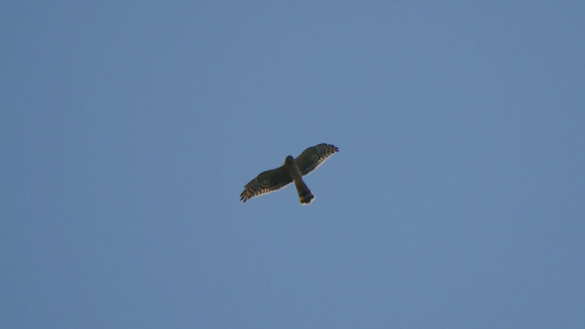 Yesterday 11 Pallid Harriers passed over our watchpoint at the Strait of Messina together with lot of Marsh Harriers #ornithology #birds #Raptors #birdmigration #birdsofprey raptormigration.org