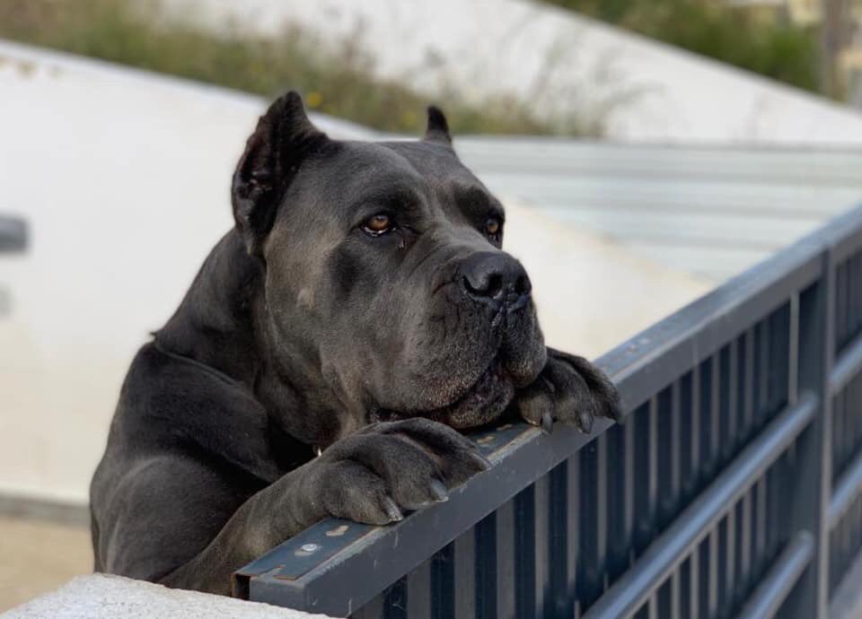 mycanecorso's tweet photo. *Bruno Ribeiro #canecorso #tcccoa #corsocool #mycanecorso #canecorsi https://t.co/R43YURPtlW