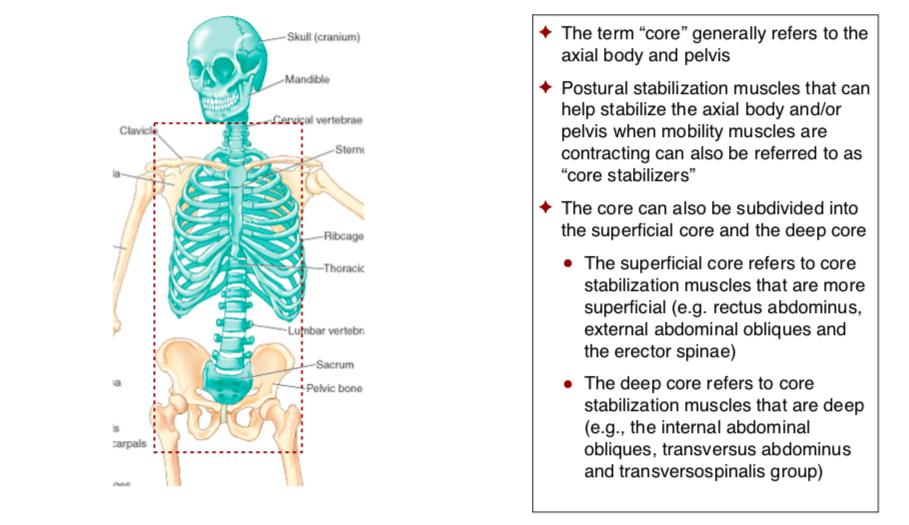 AnatomyStudies's tweet photo. Core Stabilization
#FAA2019 #functionalanatomyacademy #functionalanatomy #anatomystudies #anatomyforyogateachers #asfyt2019 #teachtolearn #learntoteach #yogaishappiness #yogateacher #asfyt #yogaanatomy
#corestabilization #core #thecore https://t.co/VRdknypwSU