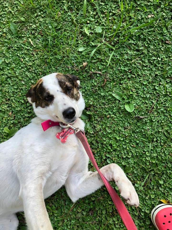 CLARITA sigue en la calle😔TRÁNSITO o ADOPCIÓN para ella🙏
La llevaron a la vete y ya estaba castrada. 
Es un perrita muy muy buena y tranquila.
Tamaño mediano a grande. Zona Pilar
📲115329 0453
📲113344 1318

#RT 🙏
#URGENTE 
#Perrita 
#Perdida 
#MaltratoAnimal