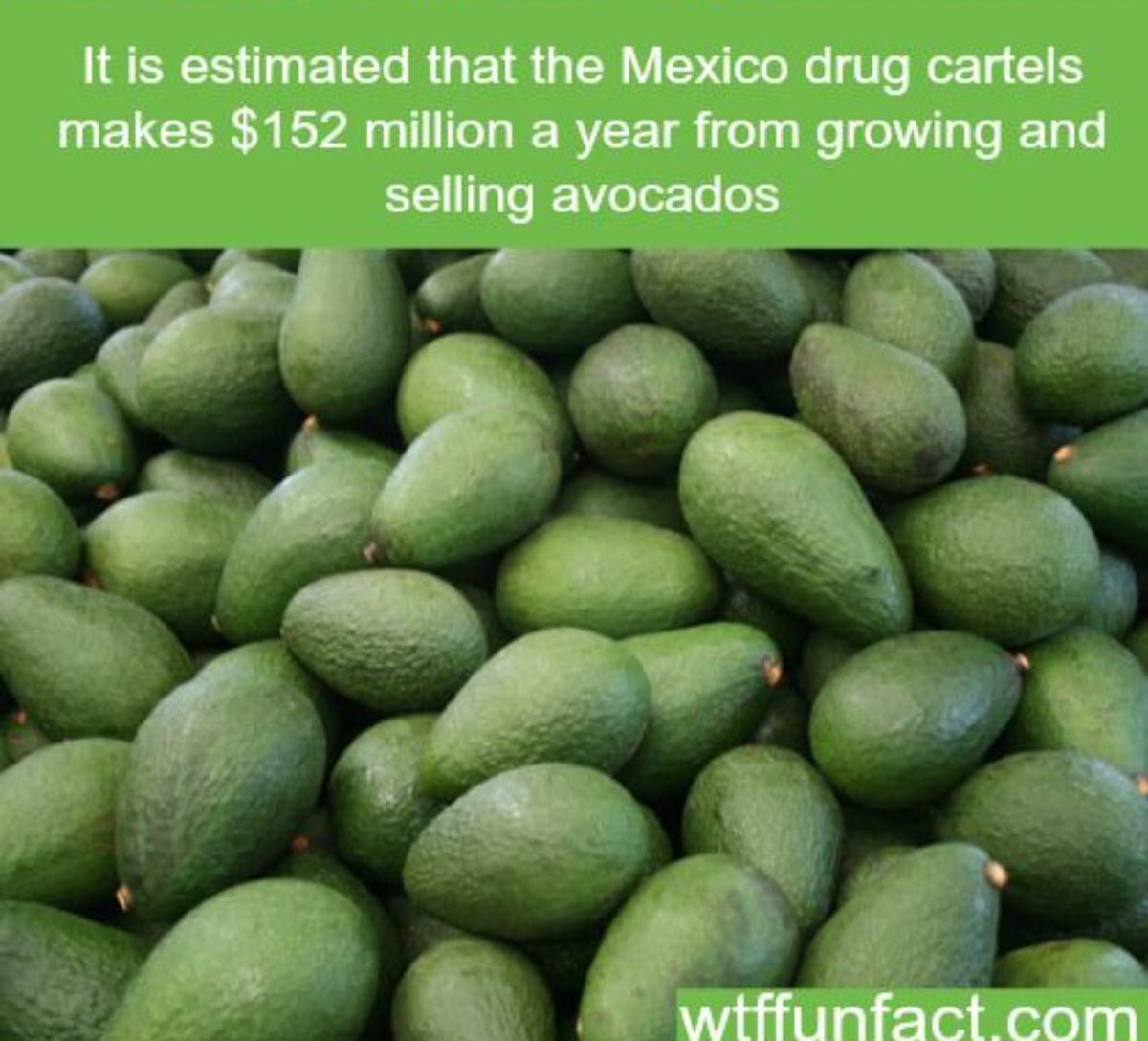 jin_aroo's tweet photo. Growers warn if the Southern border closes we would be out of avocados in just a few weeks. I think I’ll survive!!
#boycottguacamole
#buildthewallalready https://t.co/yhDlUoaPbc