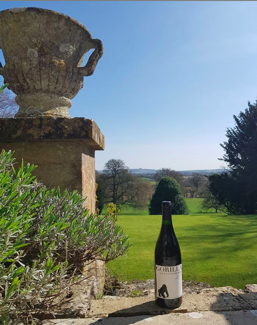gorillawines's tweet photo. In vino veritas... #gorillawines #gorilla #italianwine #italianredwine https://t.co/Sjiln81hTL