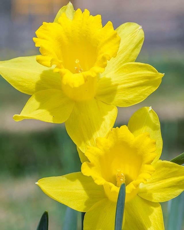 StratfordHall's tweet photo. Spring at Stratford Hall. 📸: @sjcollinsphotographer 
#stratfordhall #visitstratford #westmorelandcounty #northernneck #nnk #northernneckva #visitvirginia #historicvirginia #virginiaspring #spring #april1 #aprilflowers https://t.co/LaxSJGv4SH https://t.co/RzvrcgykpA
