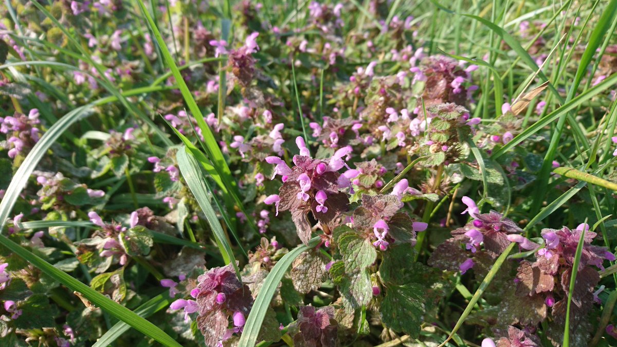 Very surprised to see 2 v. early Brown-banded Carder #Bee queens on Red Dead-nettle today at Rainham Marshes #RSPB #NotAnAprilFools @RSPBEssex @JerryHoare @Buzz_dont_tweet @StevenFalk1 @BumblebeeTrust @Eucera @RichardComont @RSPBUrban @Bex_Cartwright