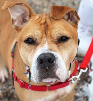 MonacoFord's tweet photo. Help us find a loving home for our Pet of the Month! Loc is staying at the Waterford Adoption Center and needs a forever family. Find more details through @cthumanesociety #petofthemonth #loc #adoptdontshop #rescueanimal https://t.co/FkV4qzbQkO