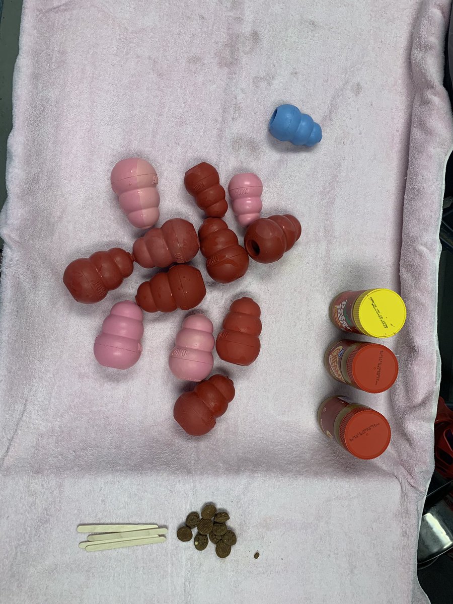 Kicking off #ComcastCaresDay with puppy snuggles. <a href="/YWACpets/">Young-Williams Animal Center</a> is full, this is Willy &amp; Flip! #BestFriends #ComcastCaresDay