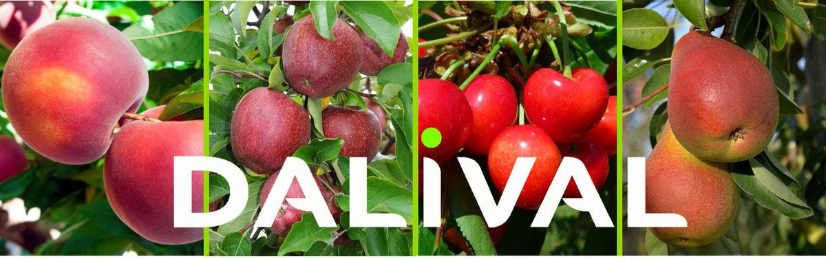 yvoniglemer's tweet photo. Bonjour Valérie @CommUniqueNet on parle de toi en formation twitter sur #Angers chez #DALIVAL avec @plantecompagne @Anais_Tal @ValNantais  avec l'équipe communication PVS @terrenacoop au plaisir d'échanger ! https://t.co/qGV0tP5Mdu